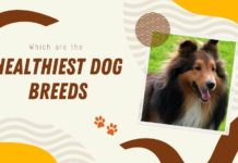 Healthiest Dog Breeds