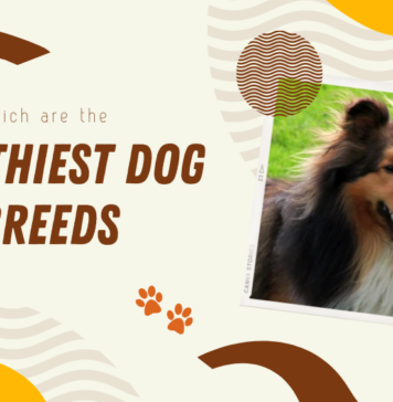 Healthiest Dog Breeds