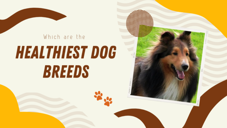 Healthiest Dog Breeds