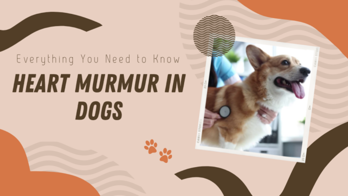 Heart Murmur in Dogs