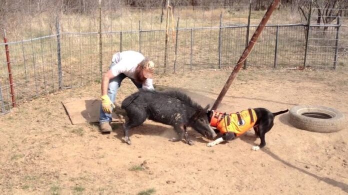 Hog dog training