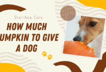How Much Pumpkin to Give a Dog
