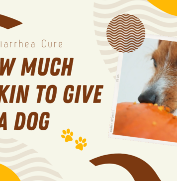 How Much Pumpkin to Give a Dog