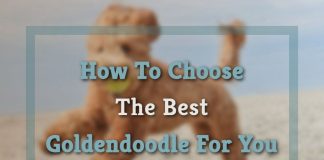 How To Choose The Best Goldendoodle For You