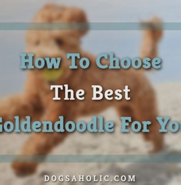 How To Choose The Best Goldendoodle For You