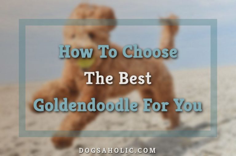 How To Choose The Best Goldendoodle For You