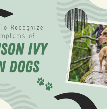How poison ivy affects dogs