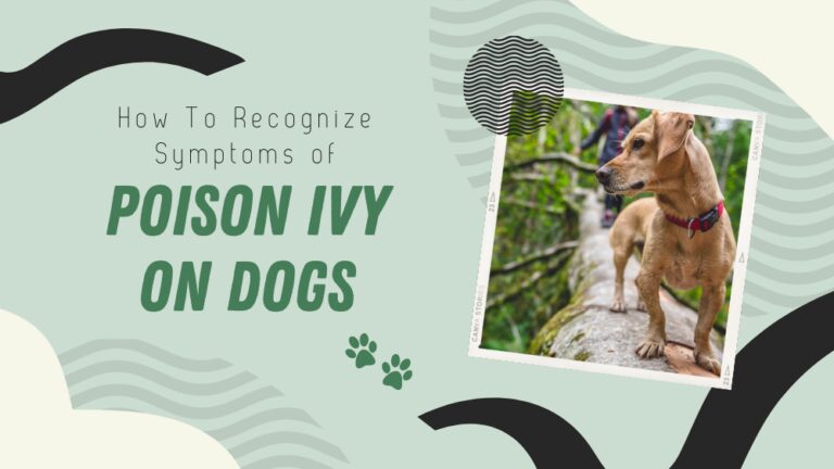 Poison Ivy on Dogs: Learn to Recognize the Signs and Symptoms