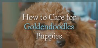 How to Care for Goldendoodles Puppies