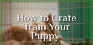 How to Crate Train Your Puppy