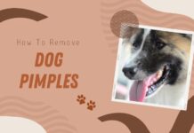 How to Cure Dog Pimples