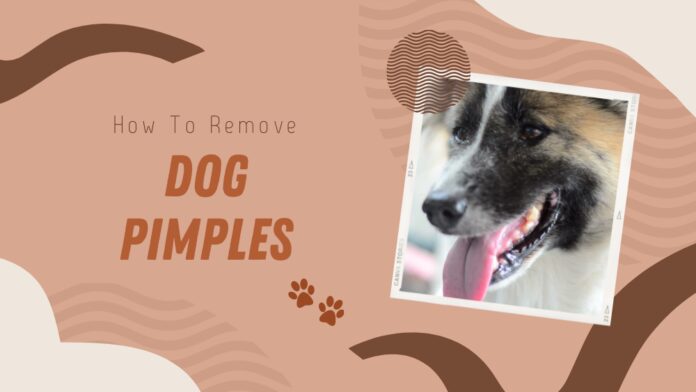 How to Cure Dog Pimples