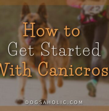 How to Get Started With Canicross