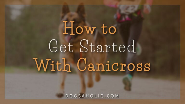 How to Get Started With Canicross