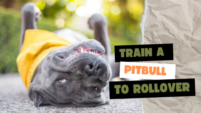 How to Train a Pitbull