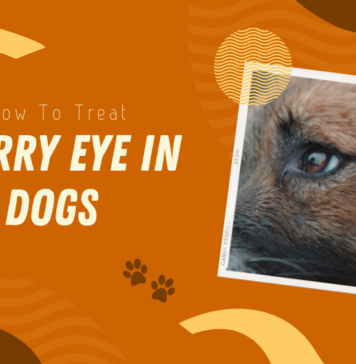 How to Treat Cherry Eyes in Dogs