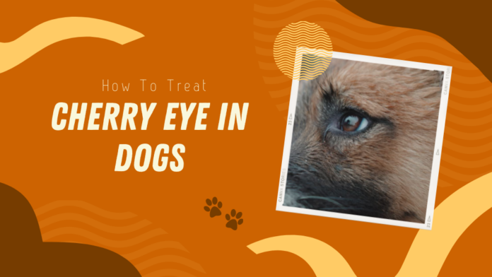How to Treat Cherry Eyes in Dogs