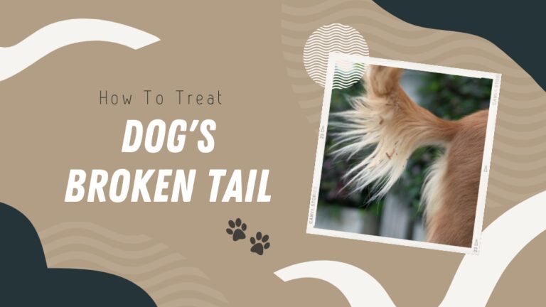 How to Treat Dog Broken Tail