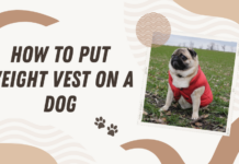 How to put weight vest on a dog