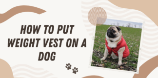 How to put weight vest on a dog