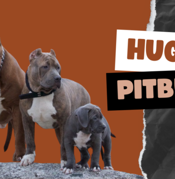 Huge Pitbulls
