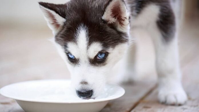 Husky Puppy Eating