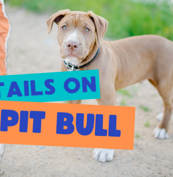 Information on Pitbulls