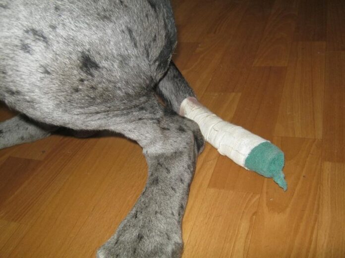 Injured dog tail