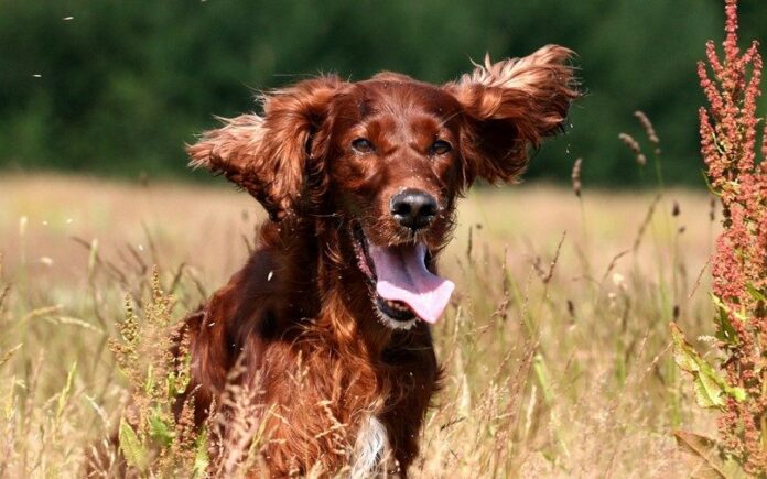 Irish Setter