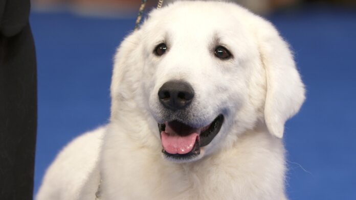 Kuvasz - Breed History