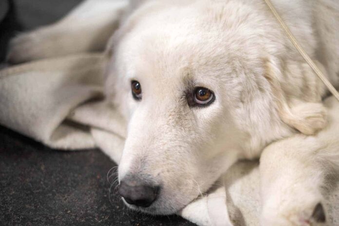 Kuvasz - Health and Potential Problems