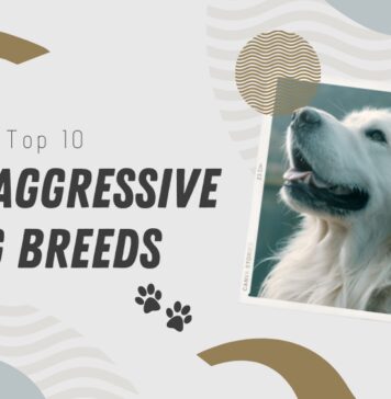 Least Aggressive Dog Breeds