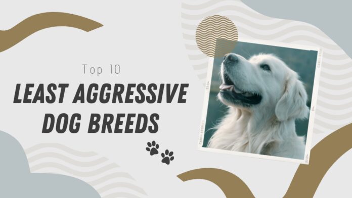 Least Aggressive Dog Breeds