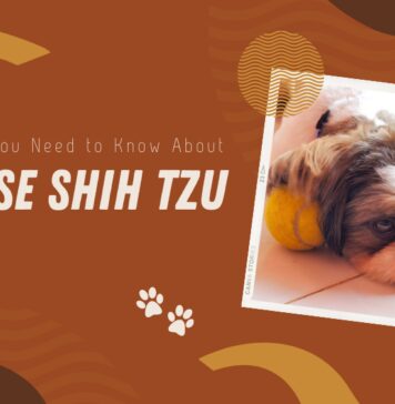 Maltese Shih Tzu Breed
