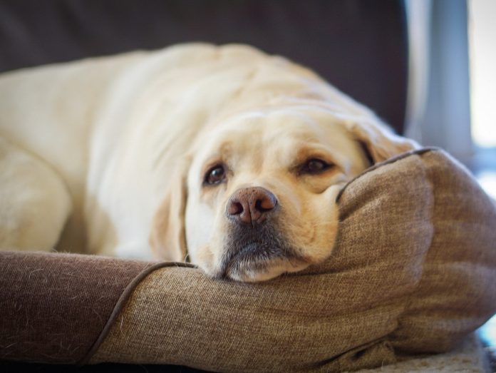 Management and Living With a Recovering Dog