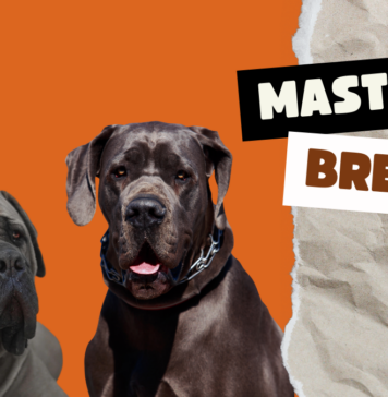 Mastiff Breeds