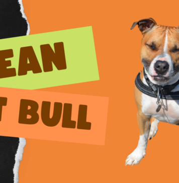 Mean Pitbull