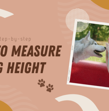 Measure Dog Height