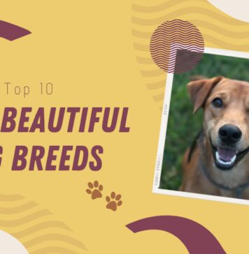 Most Beautiful Dog Breads