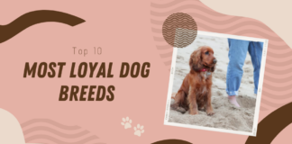 Most Loyal Dog Breeds