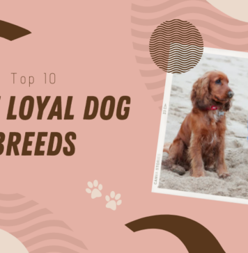 Most Loyal Dog Breeds