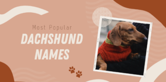Most Popular Dachshund Names