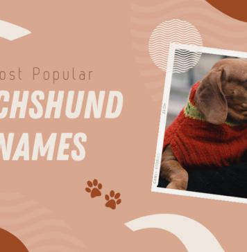 Most Popular Dachshund Names