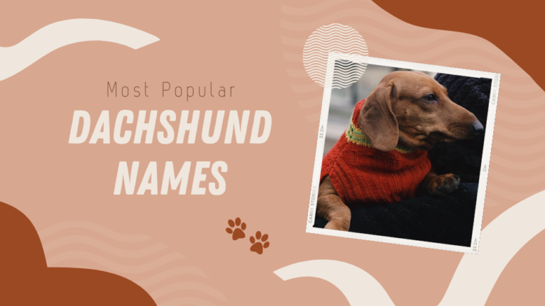 Most Popular Dachshund Names