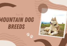 Mountain Dog Breeds