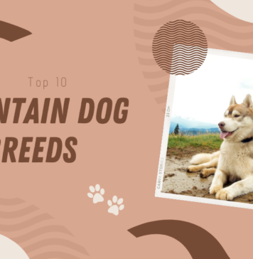 Mountain Dog Breeds