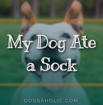 My Dog Ate a Sock
