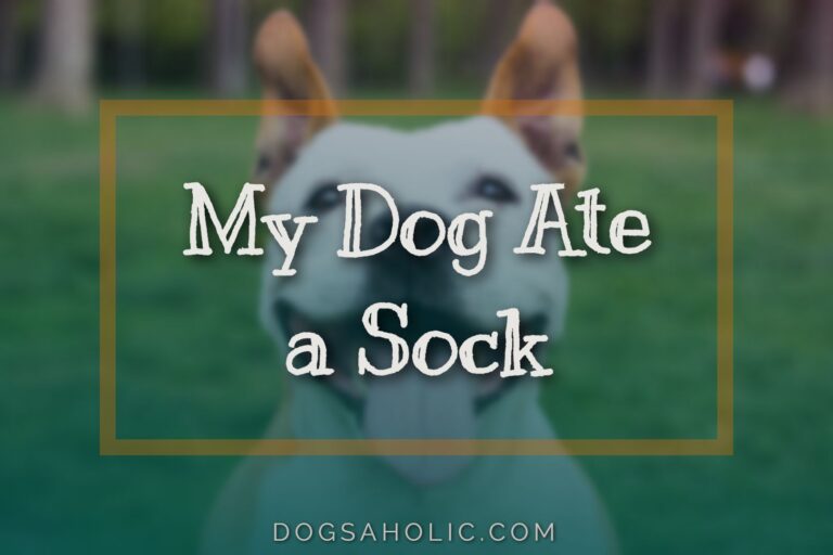 My Dog Ate a Sock – Helping Your Dog Get Over This Little Mistake