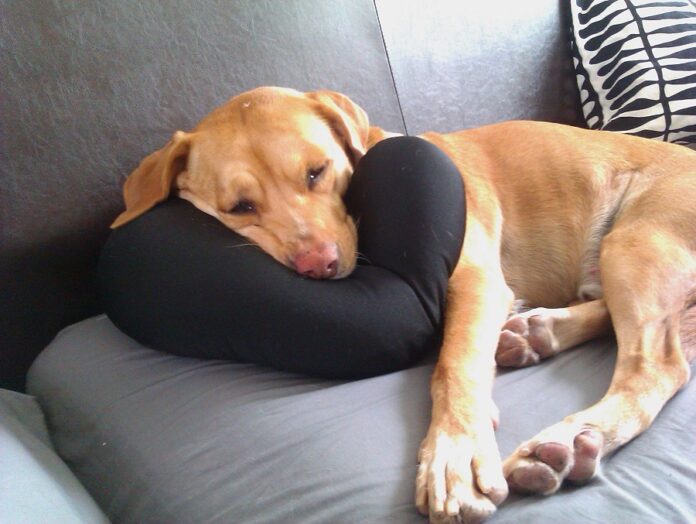 Neck dog pillow