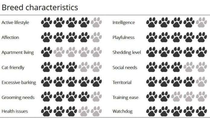 Norwegian Elkhound infographic